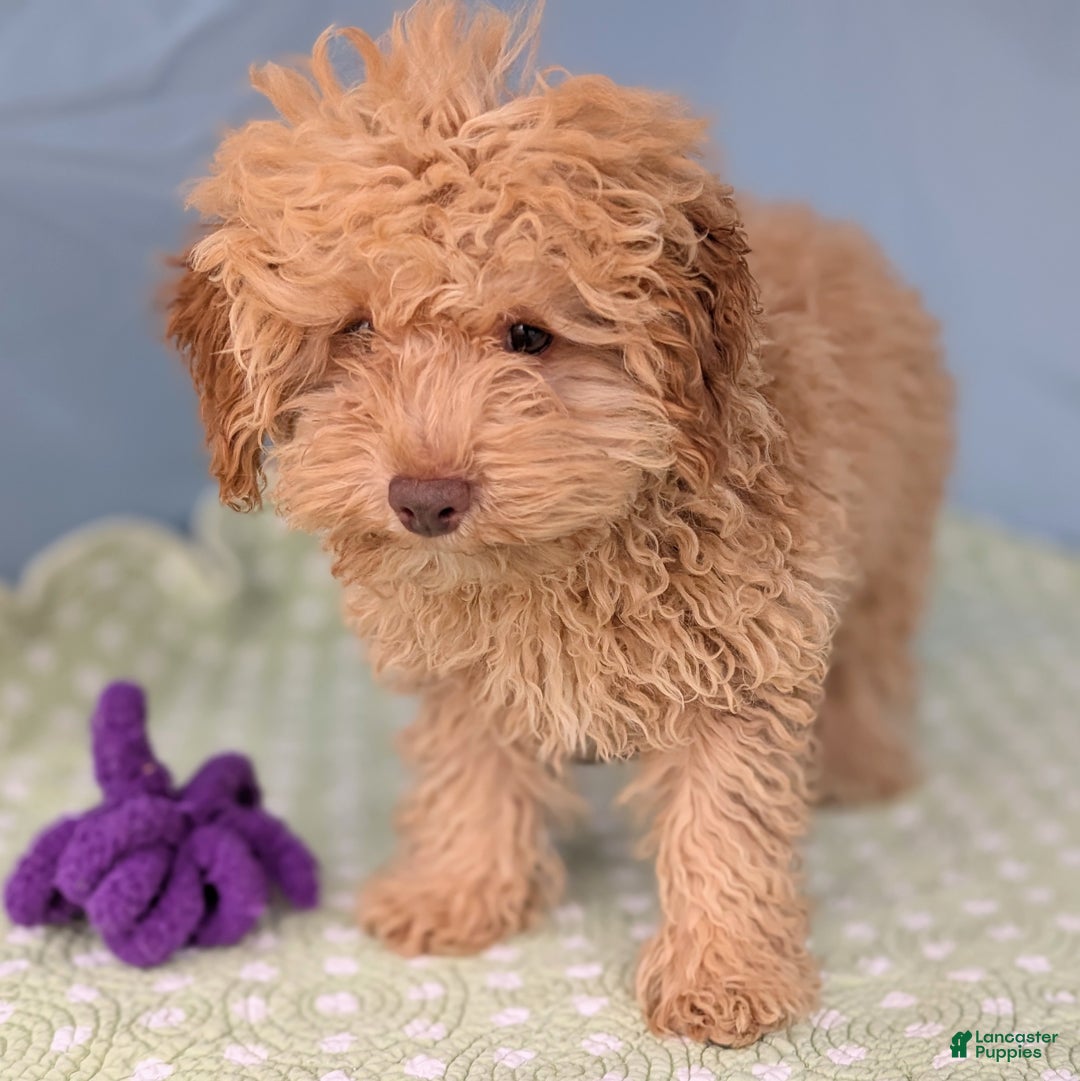 Toy Poodle dogs for sale: Radiatori - Ad 3