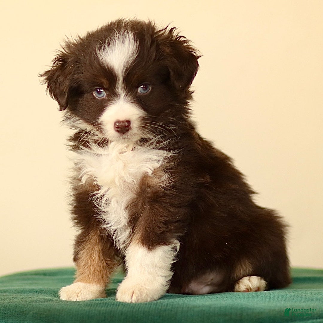 Miniature Australian Shepherd dogs for sale: Indian - Ad 3