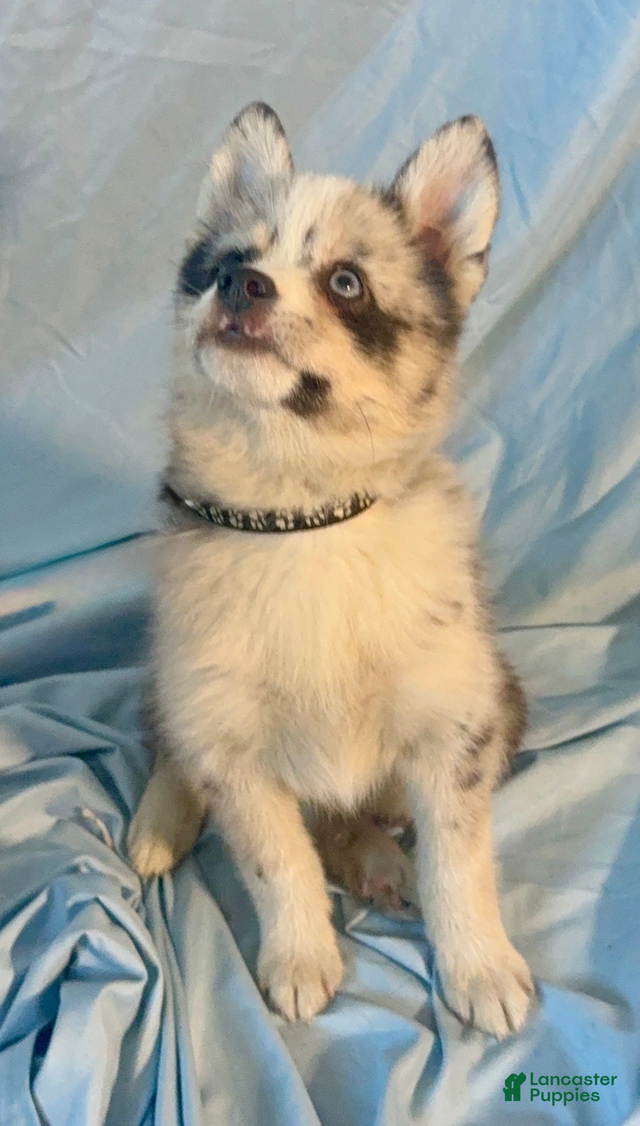 Mixed Breed dogs Beau - Merle Boy  - Ad 39