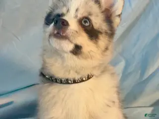 Mixed Breed dogs Beau - Merle Boy - Ad 39