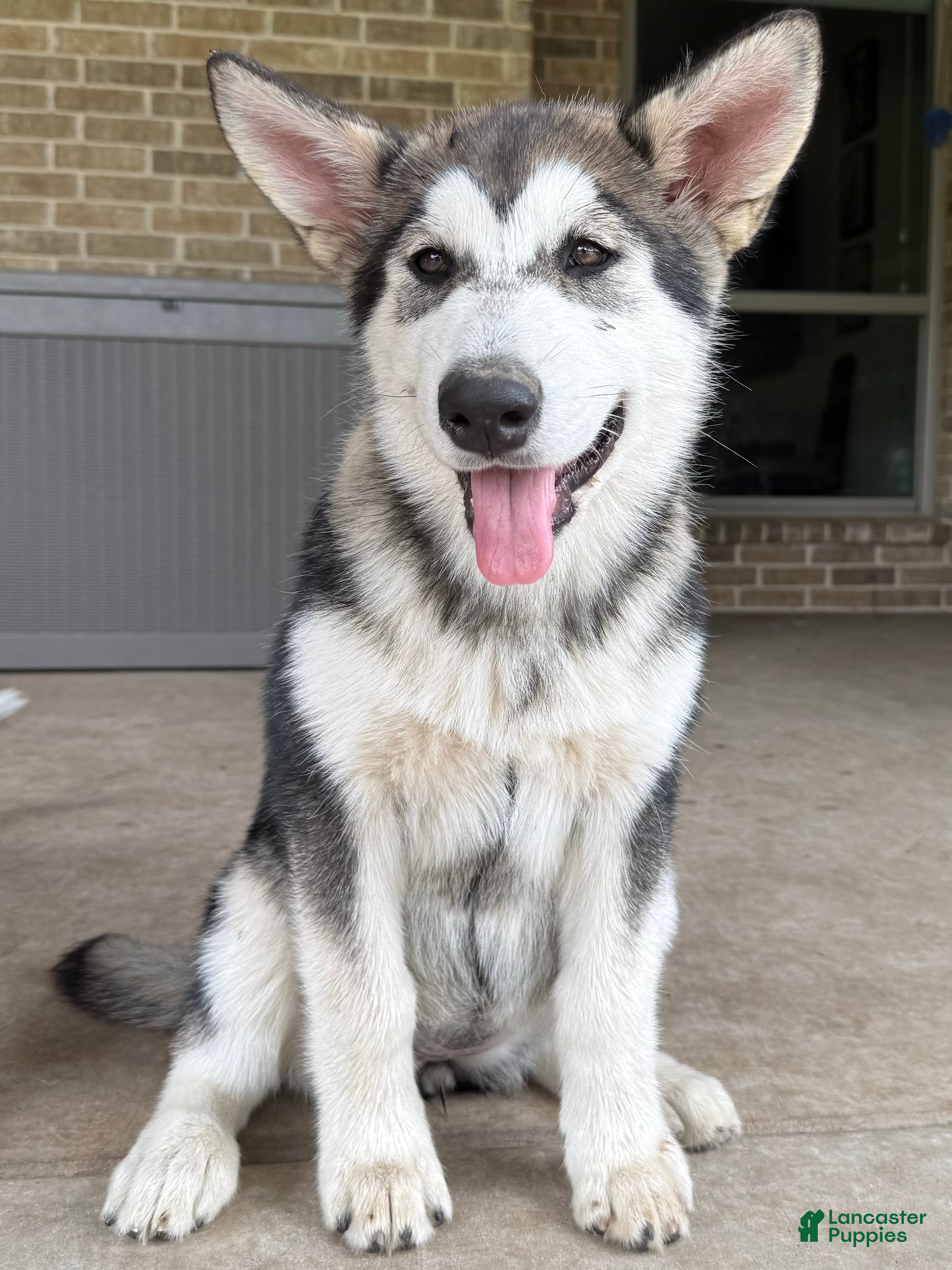 Alaskan Malamute dogs Alaskan Malamute Puppy 5 - Ad 2