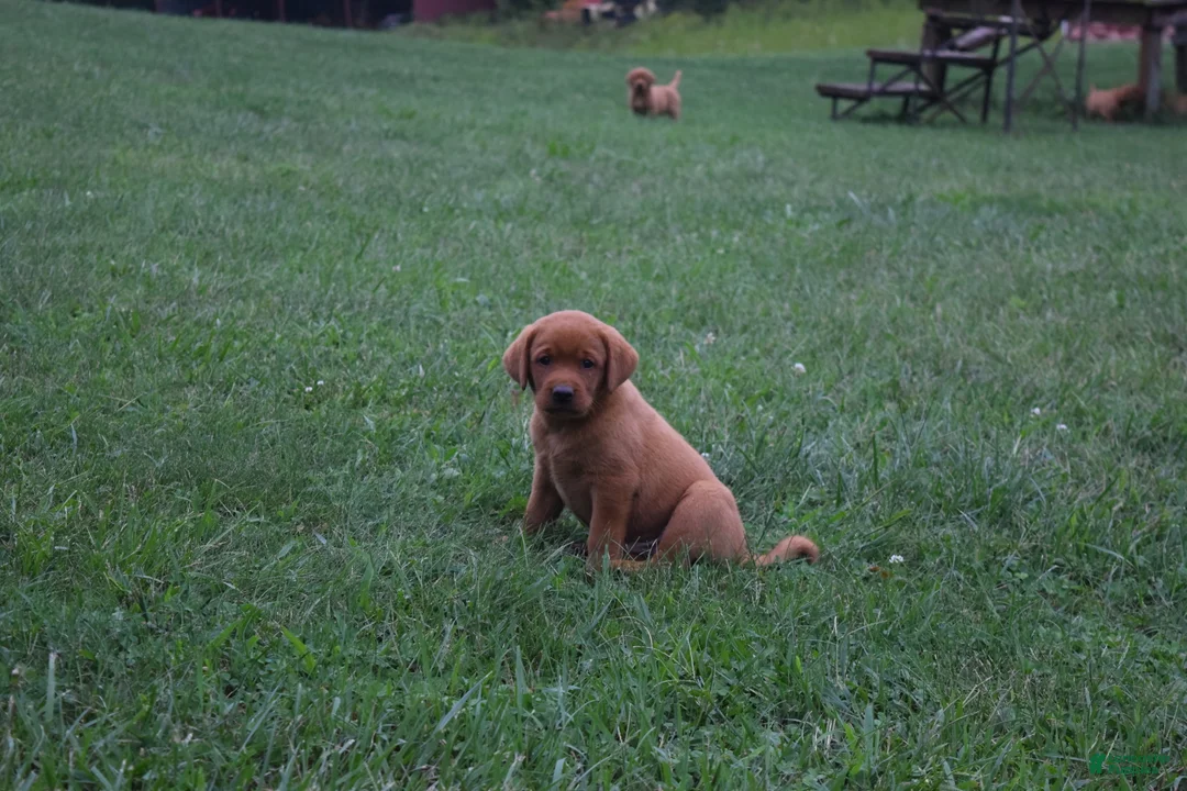 Labrador Retriever dogs for sale: Reddy - Ad 2