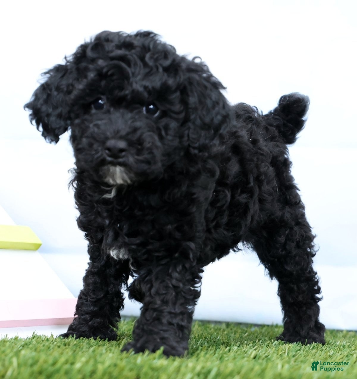 Miniature Poodle dogs Neva - Ad 1