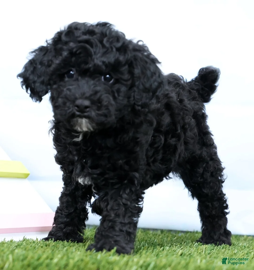 Miniature Poodle dogs for sale: Neva - Ad 1