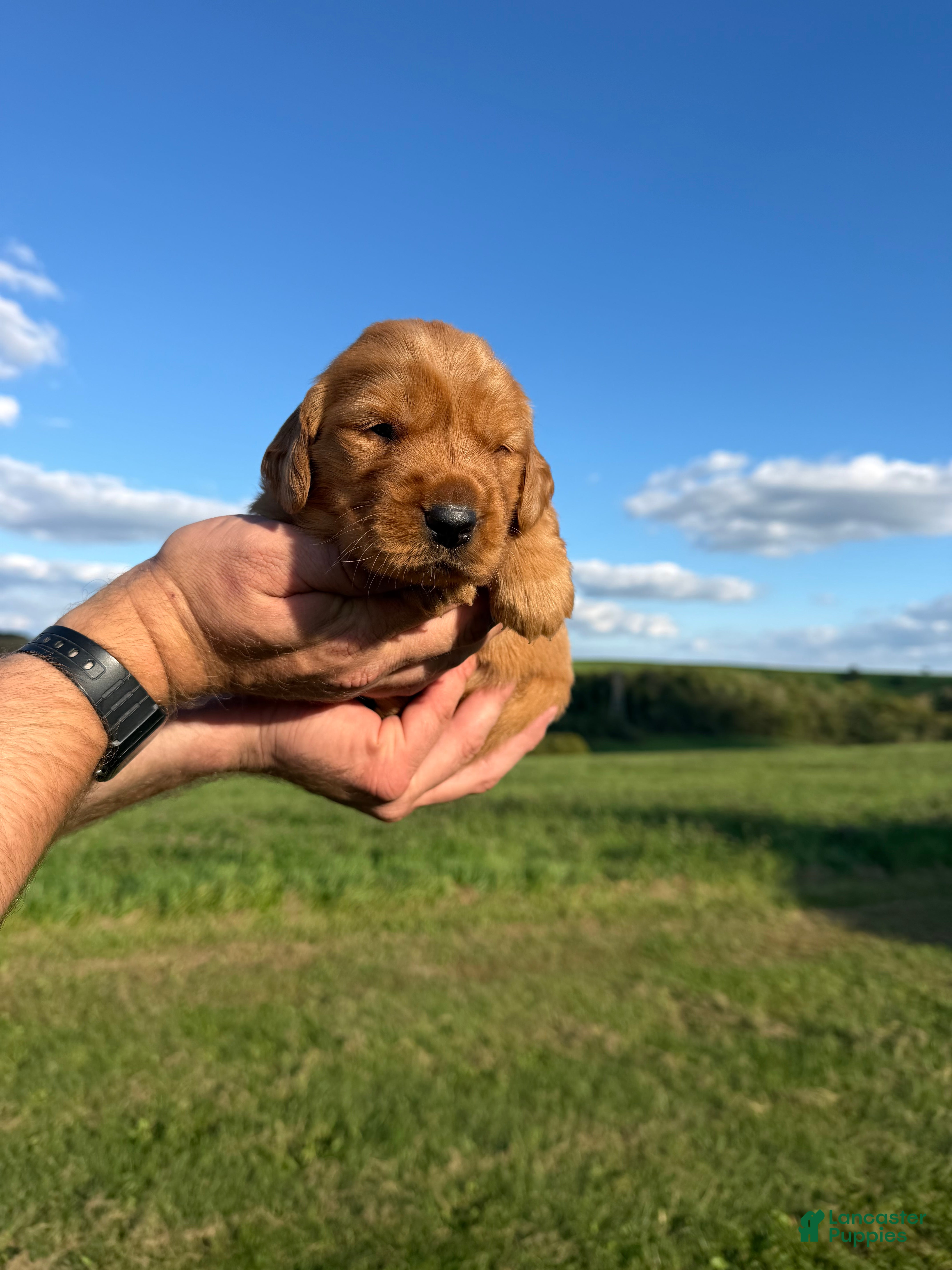 Golden Retriever dogs Goldie - Ad 2
