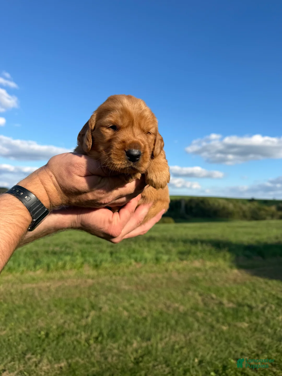 Golden Retriever dogs for sale: Goldie - Ad 2