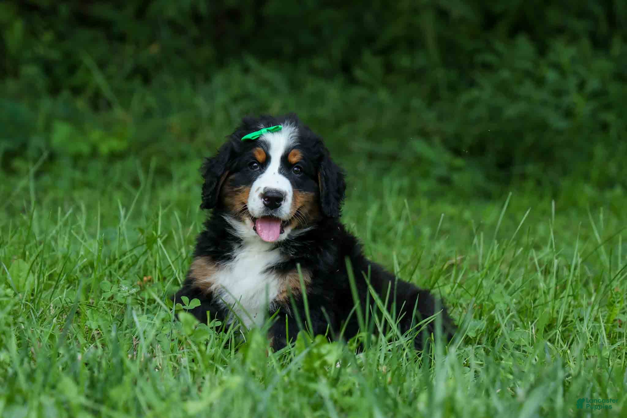 Bernese Mountain Dog dogs SCOUT - Ad 2