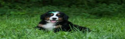 Bernese Mountain Dog dogs for sale: SCOUT - Ad 2