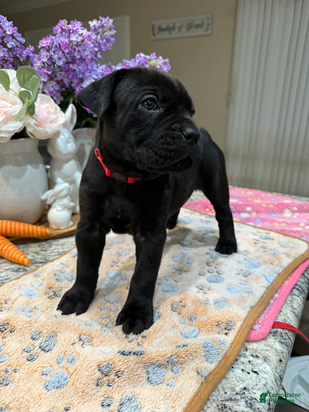 Cane Corso dogs for sale: Red Collar: Female - Ad 1