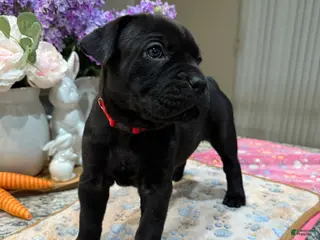 Cane Corso dogs Red Collar: Female - Ad 12