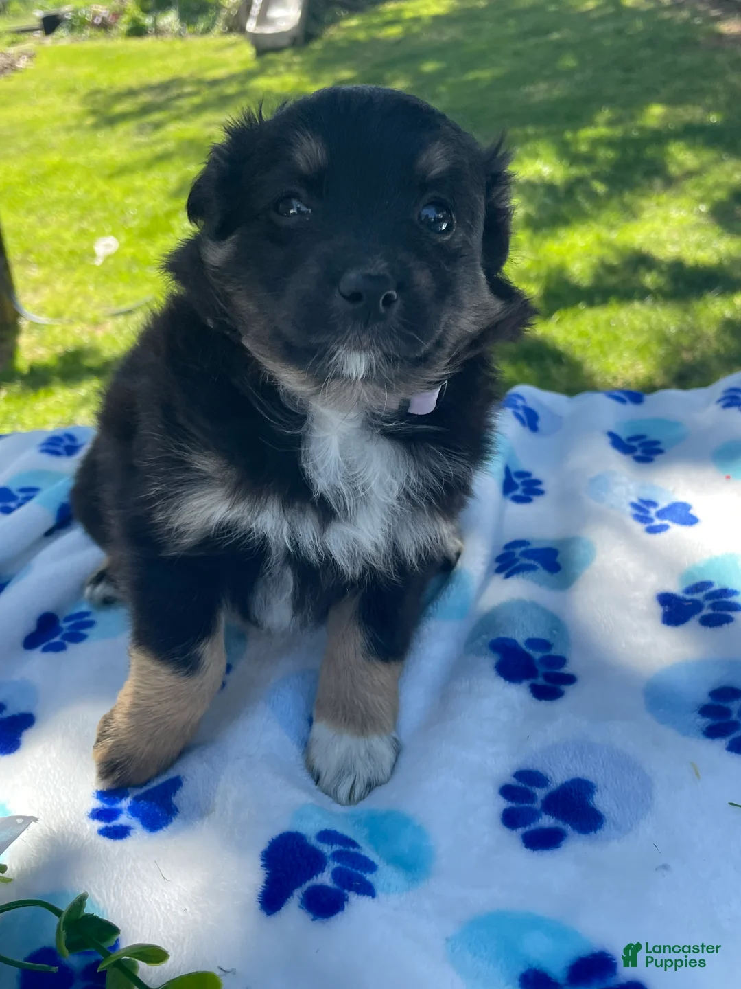Toy Australian Shepherd dogs for sale: Jolie - Ad 2