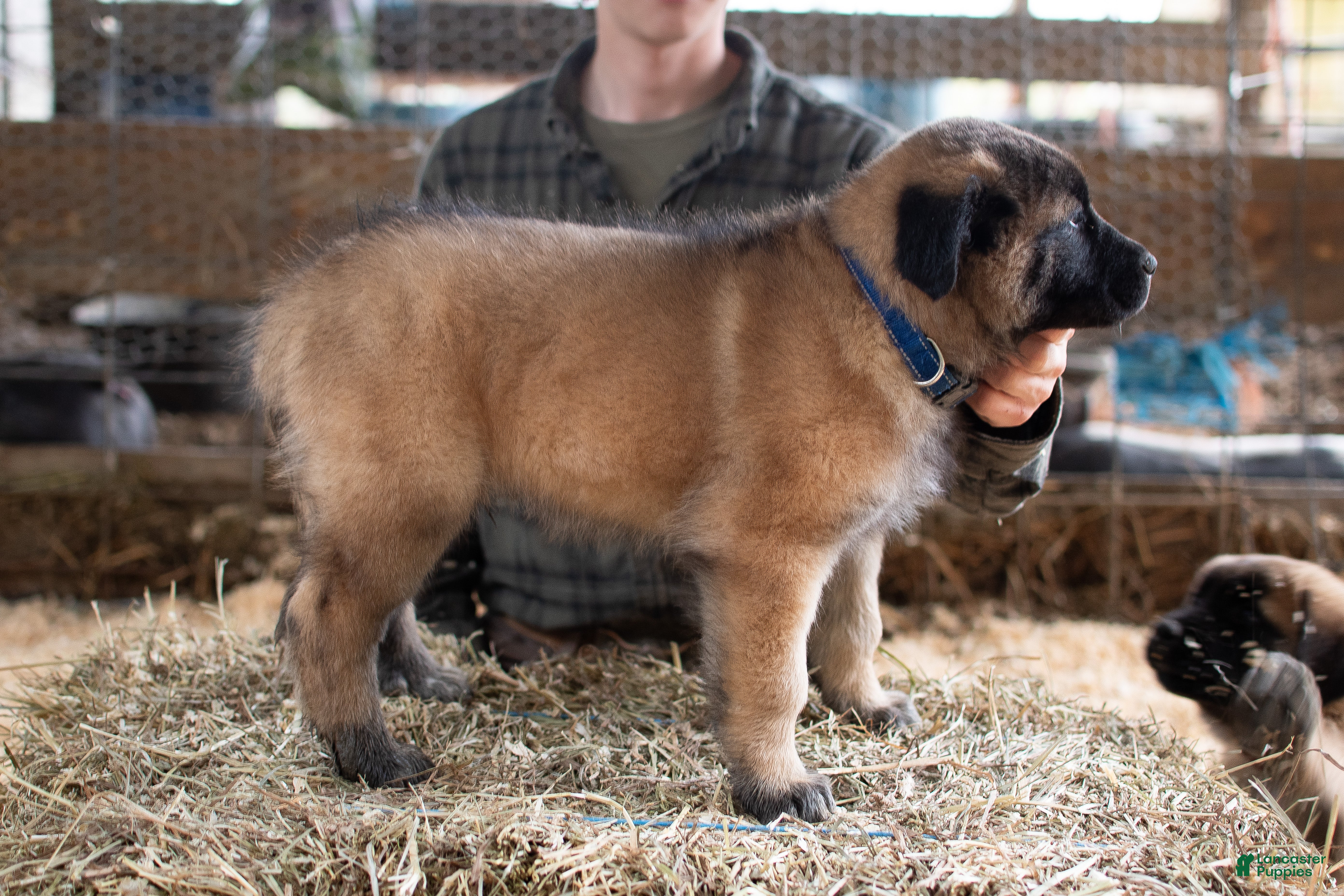 Estrela Mountain Dog dogs Argus "Watchful Guardian"  - Ad 3