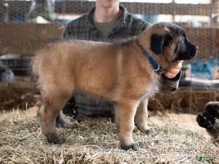 Estrela Mountain Dog dogs Argus "Watchful Guardian" - Ad 3