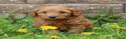 Mini Goldendoodle dogs for sale: Betsy - Ad 1