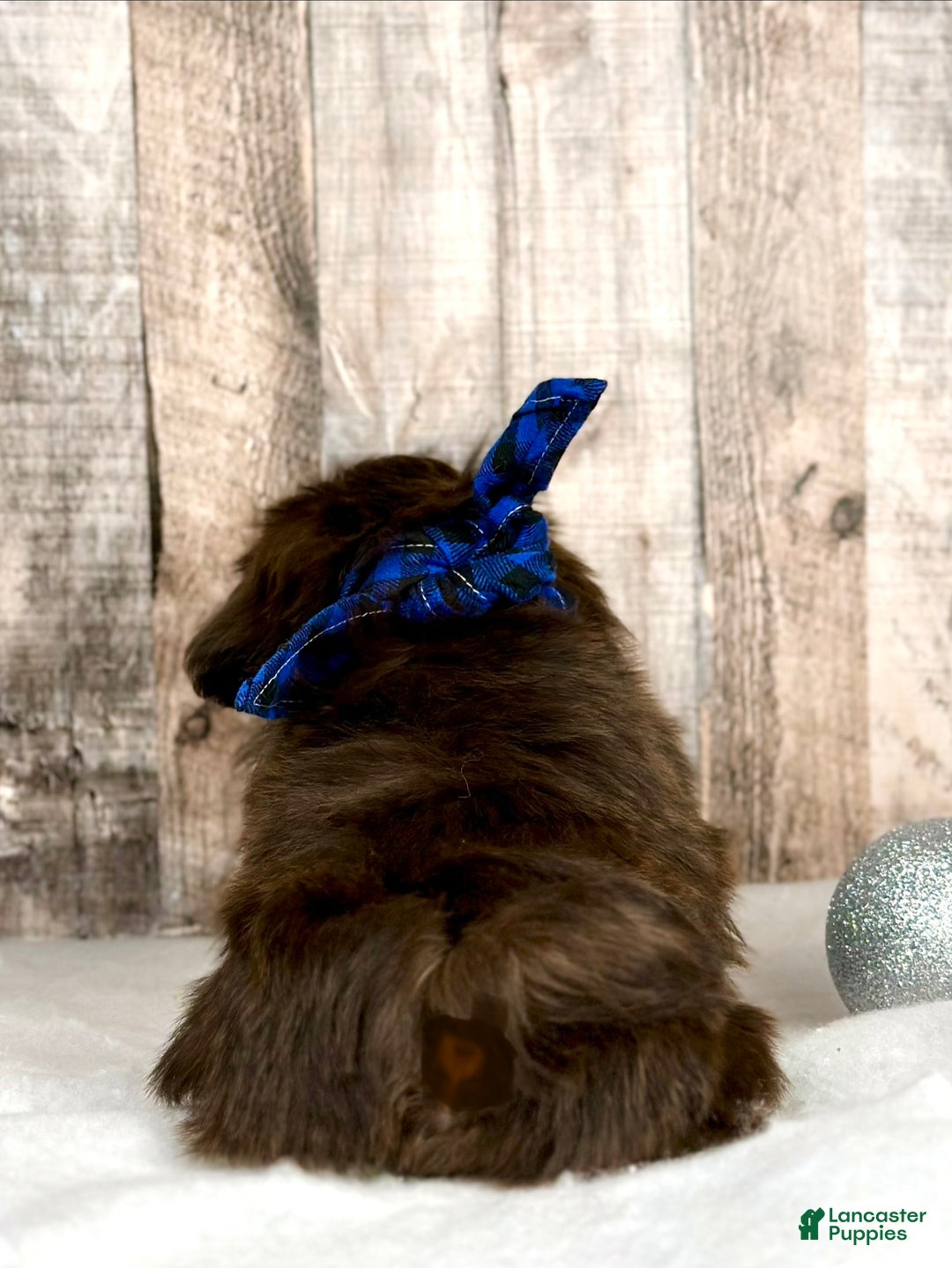 Shih Tzu dogs for sale: Hazel - Ad 4