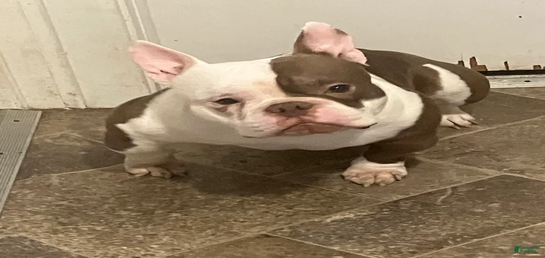 Gallery Image {{count}}