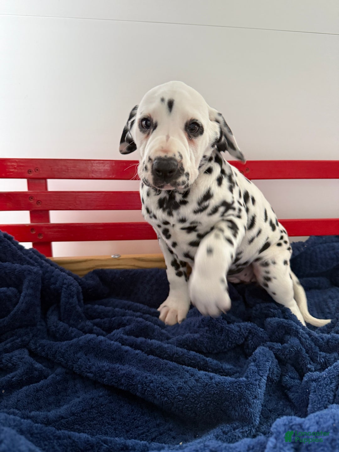 Dalmatian dogs for sale: Tessa - Ad 7