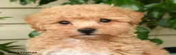 Bichpoo dogs for sale: Asher - Ad 4
