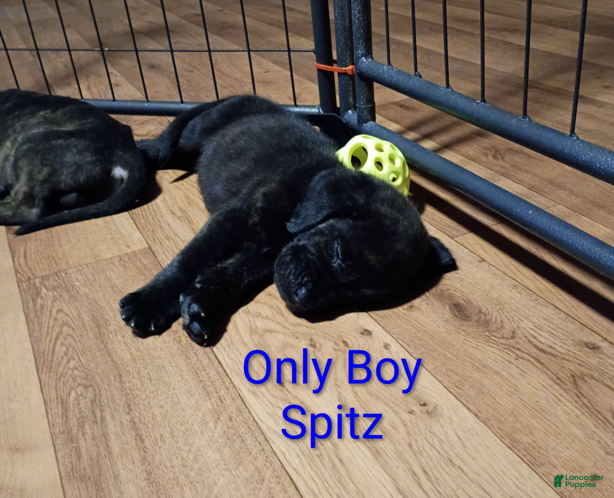 Mixed Breed dogs Spitz - Ad 14
