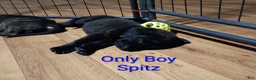 Mixed Breed dogs for sale: Spitz - Ad 1
