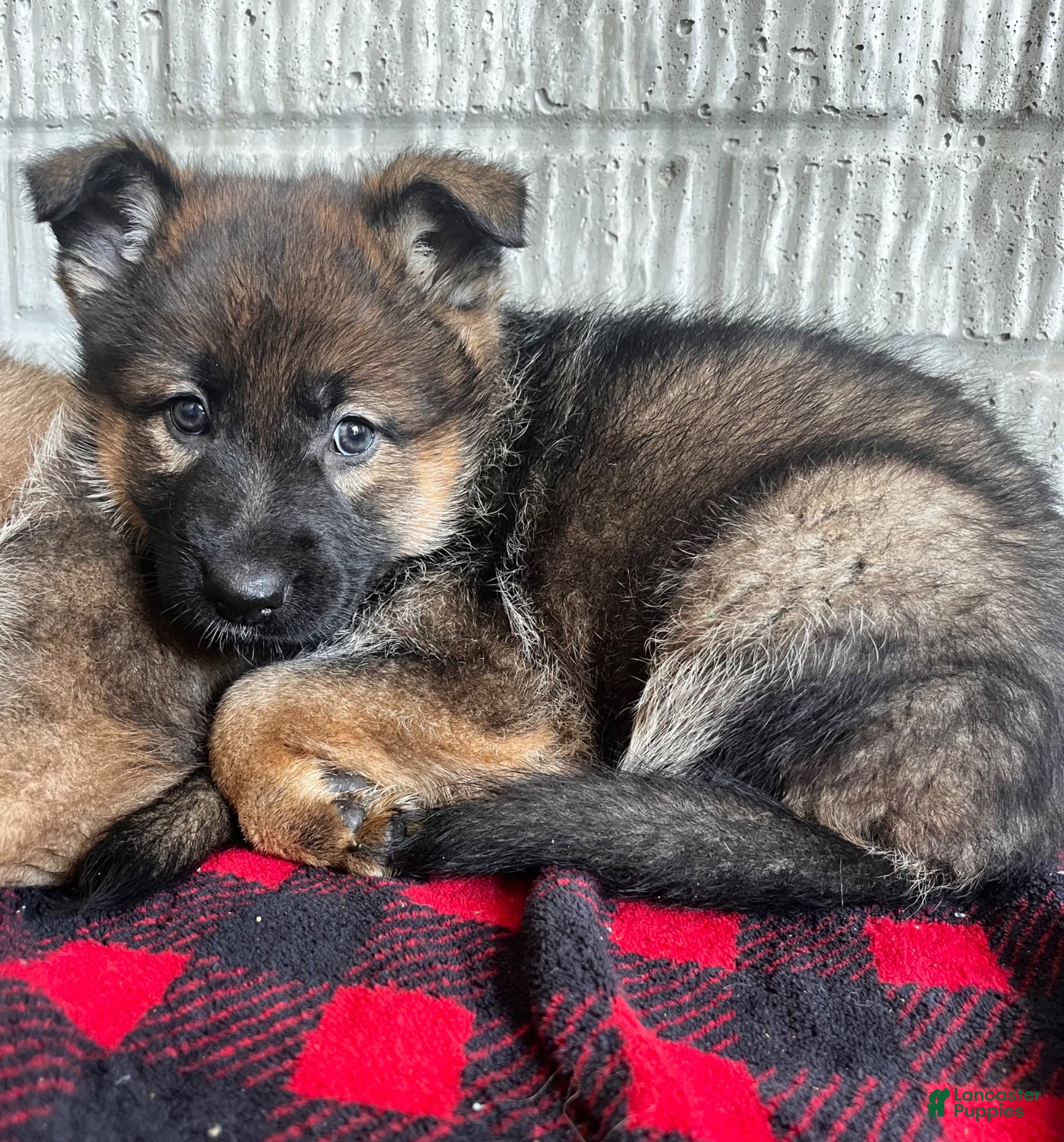 German Shepherd dogs Dark Blue - Ad 6