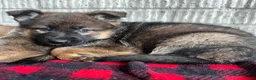 German Shepherd dogs for sale: Dark Blue - Ad 1