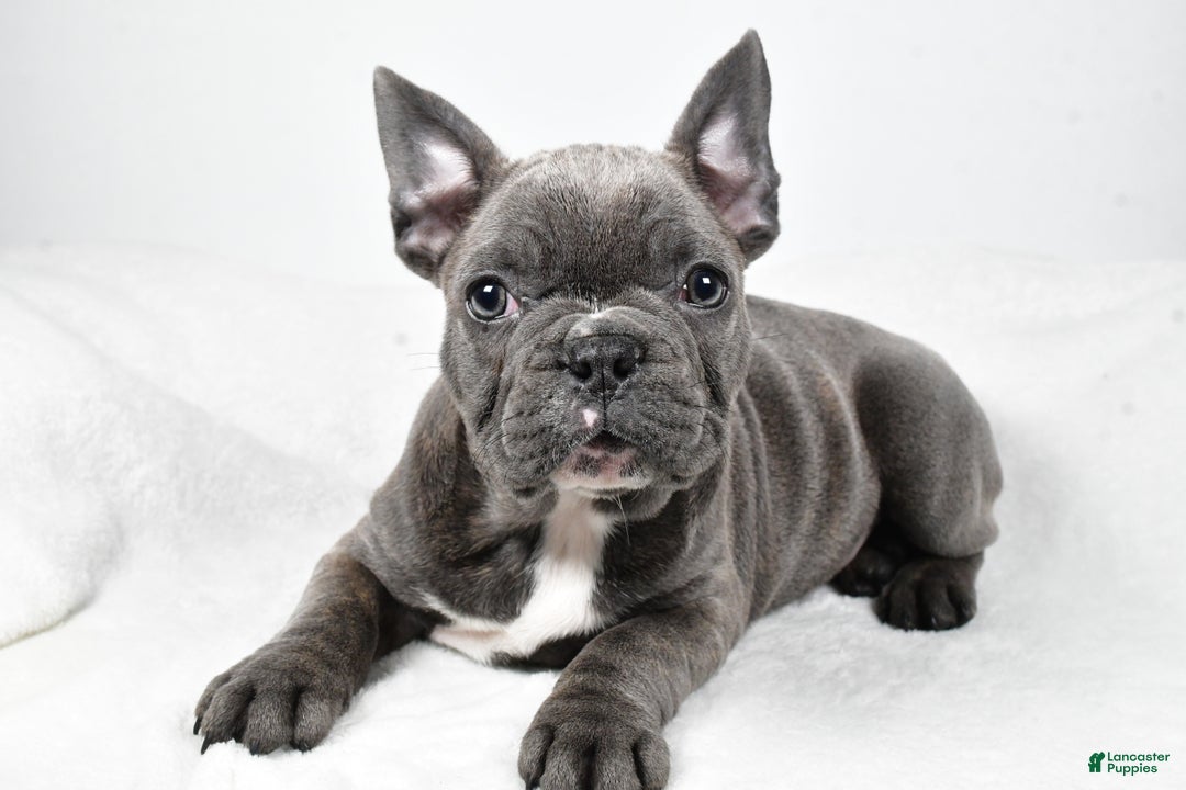 Mixed Breed dogs for sale: Reuben - Ad 5