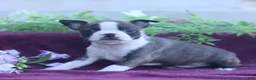 Boston Terrier dogs for sale: Mochi  - Ad 3