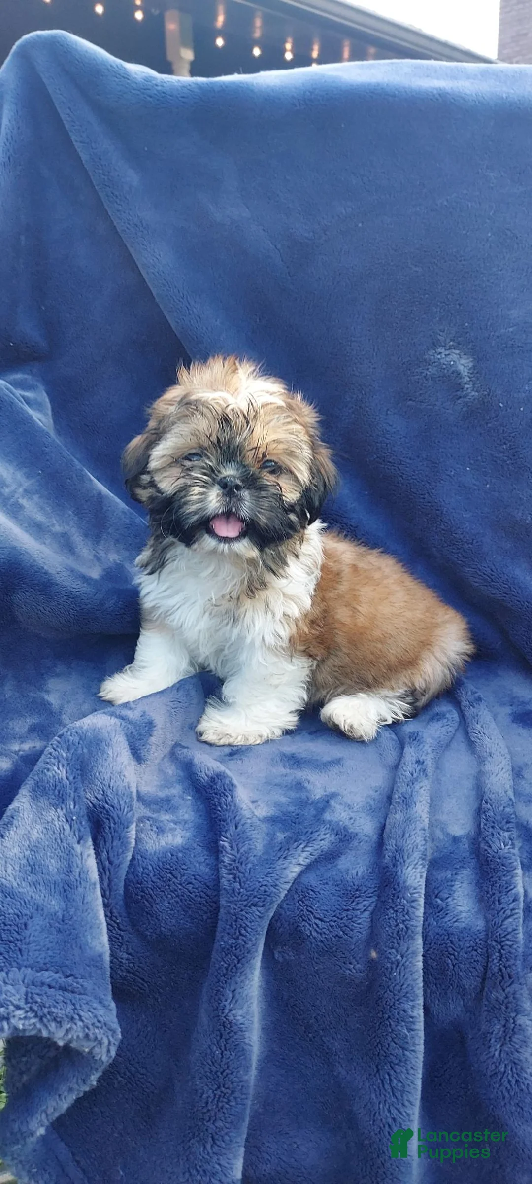 Shih Tzu dogs for sale: BETTY - Ad 2