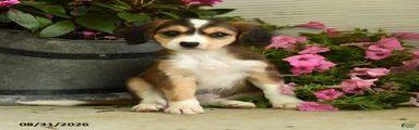 Gertie