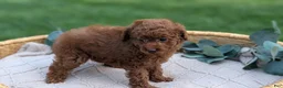 Toy Poodle dogs for sale: Chloe - Ad 6