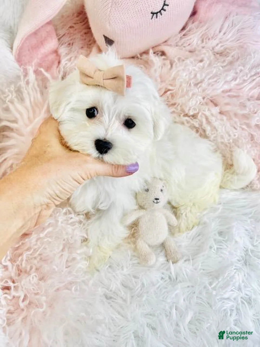 Maltese dogs for sale: Maltese Puppy 1 - Ad 2