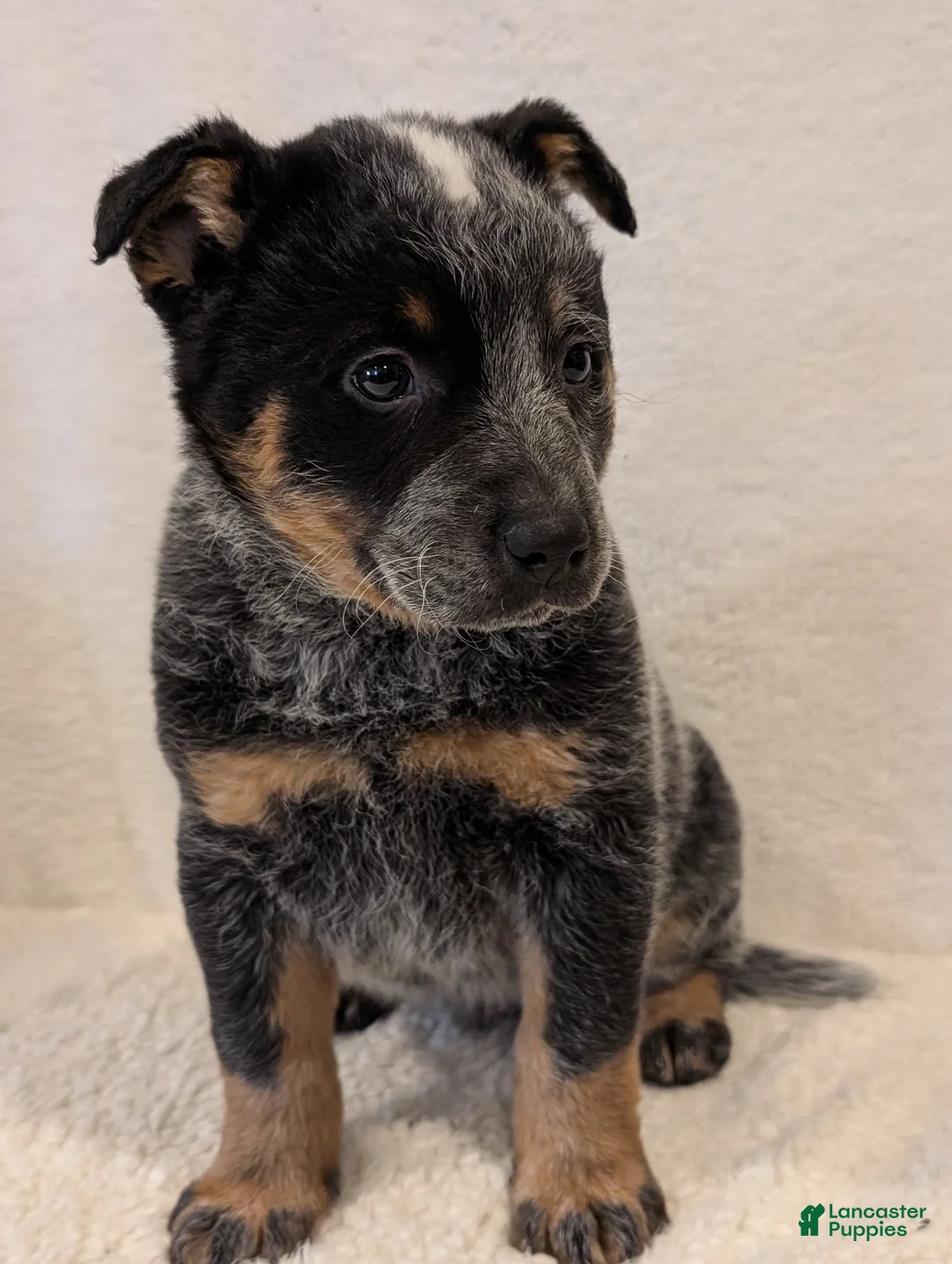 Australian Cattle Dog dogs for sale: Sparky  - Ad 2