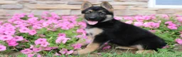 German Shepherd dogs for sale: Hazel - Ad 5