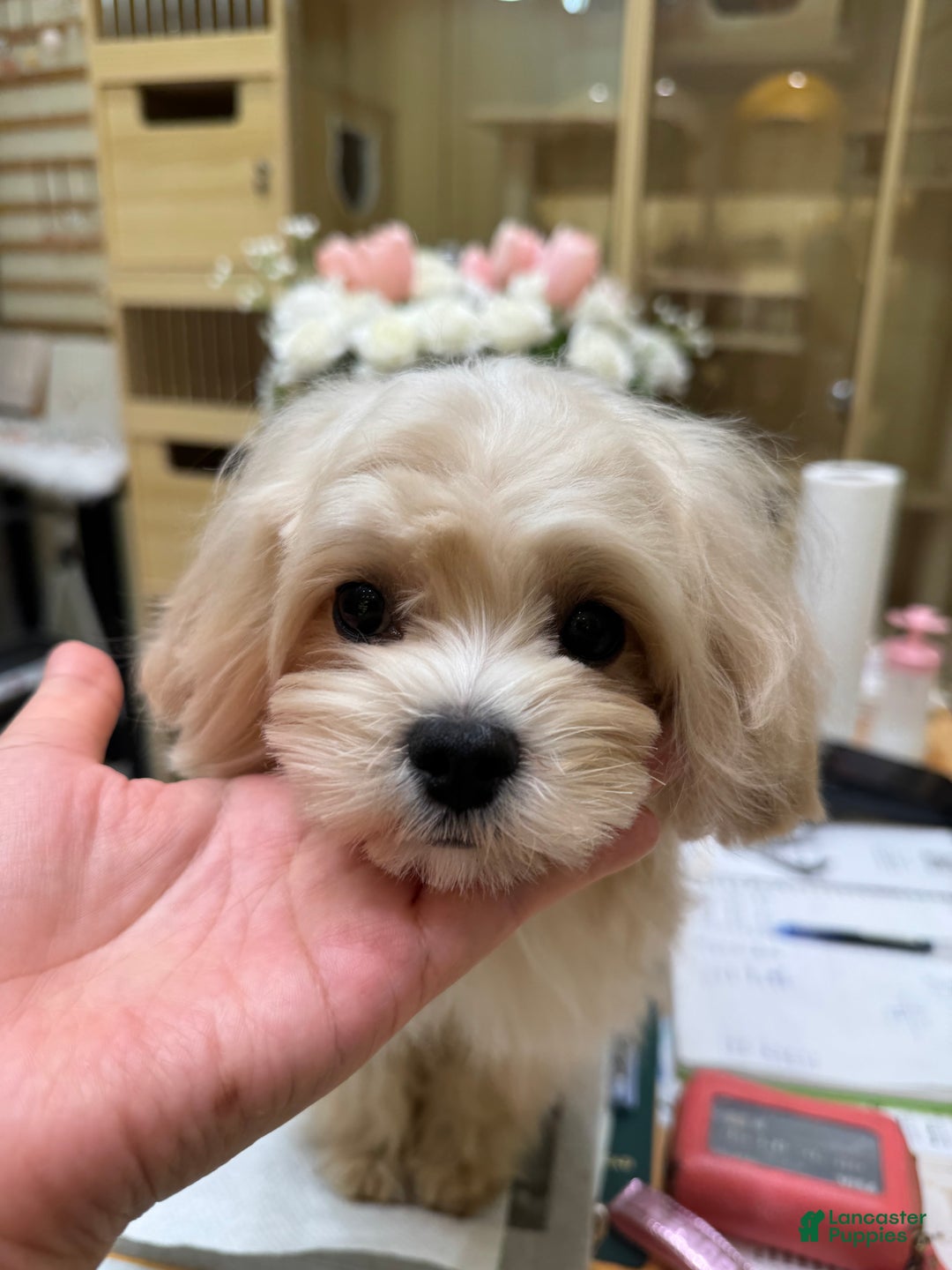 Maltipoo dogs for sale: Maltipoo Puppy 1 - Ad 5
