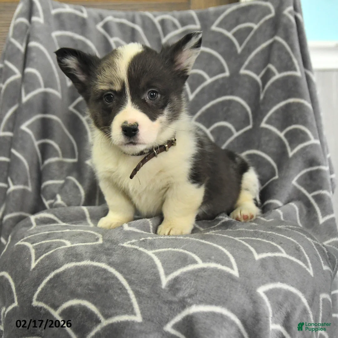Welsh Corgi Pembroke dogs for sale: Kylie - Ad 1