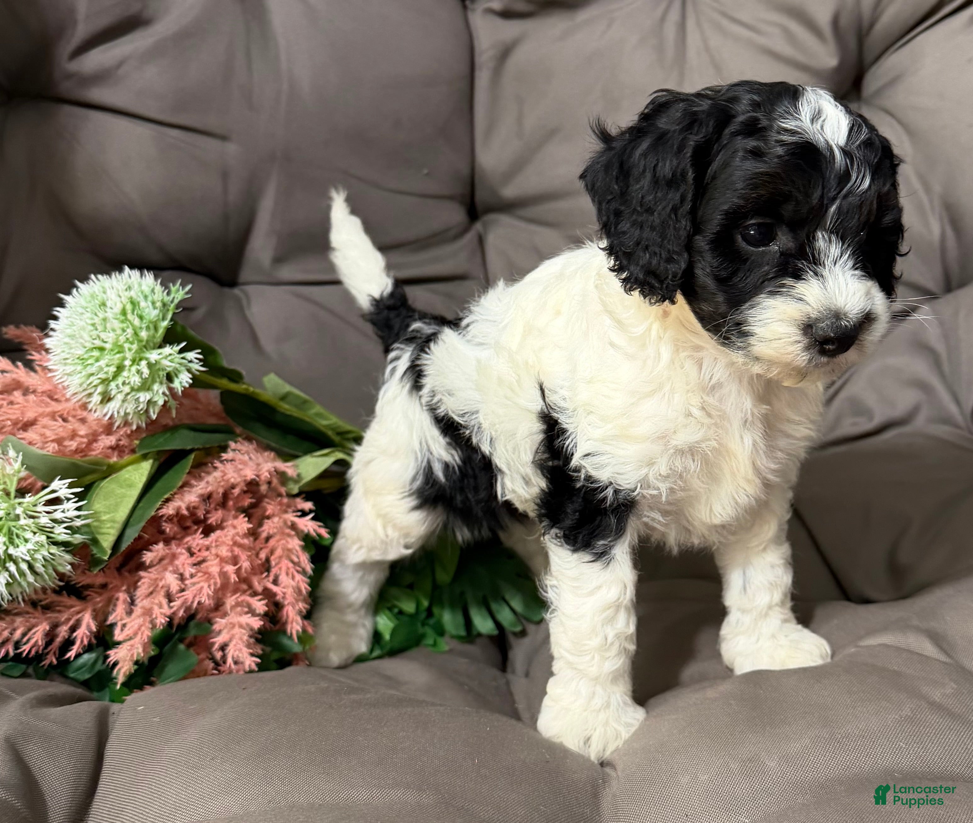 Cockapoo dogs Bill - Ad 1