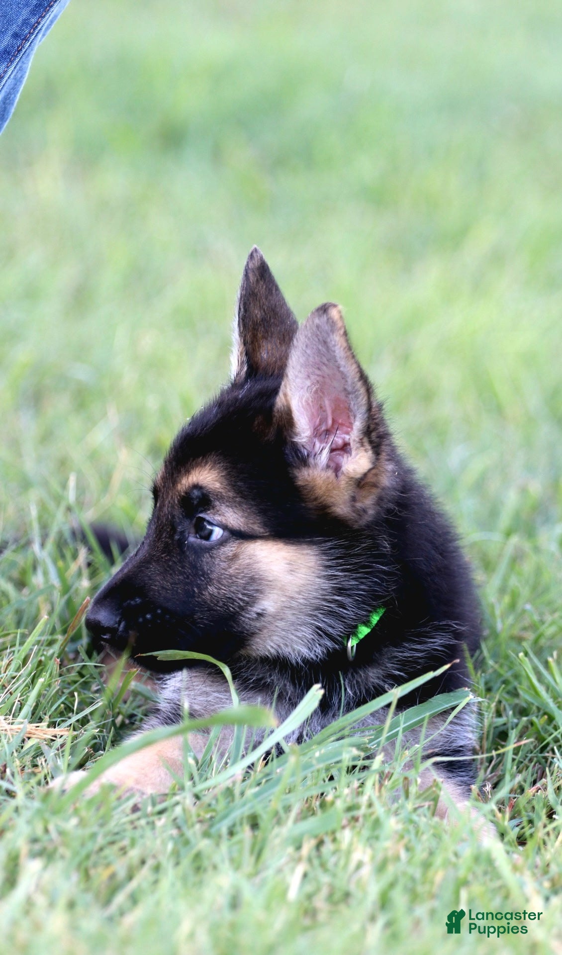 German Shepherd dogs Green Collar - Ad 14