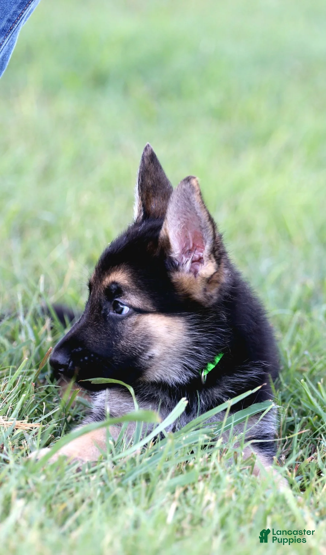 German Shepherd dogs for sale: Green Collar - Ad 1