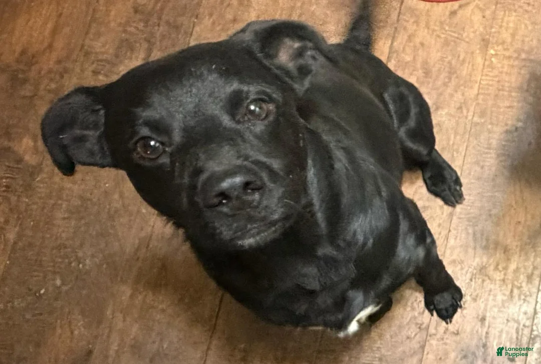 Mixed Breed dogs for sale: Baby Boy  4 - Ad 6