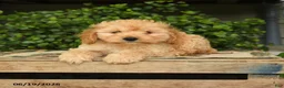 Cockapoo dogs for sale: Major - Ad 3