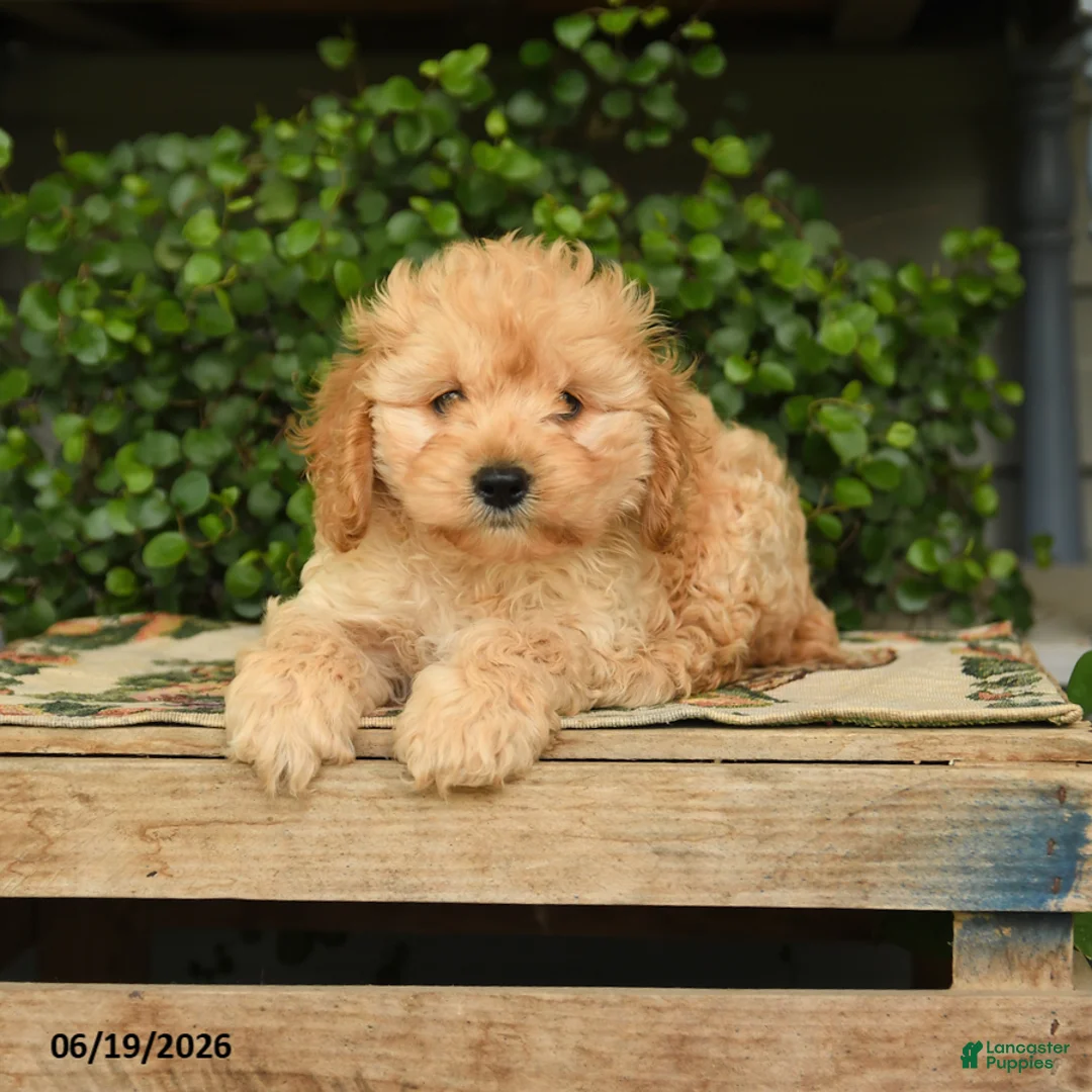 Cockapoo dogs for sale: Major - Ad 3