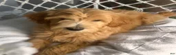 Goldendoodle dogs for sale: Goldendoodle 2 - Ad 2