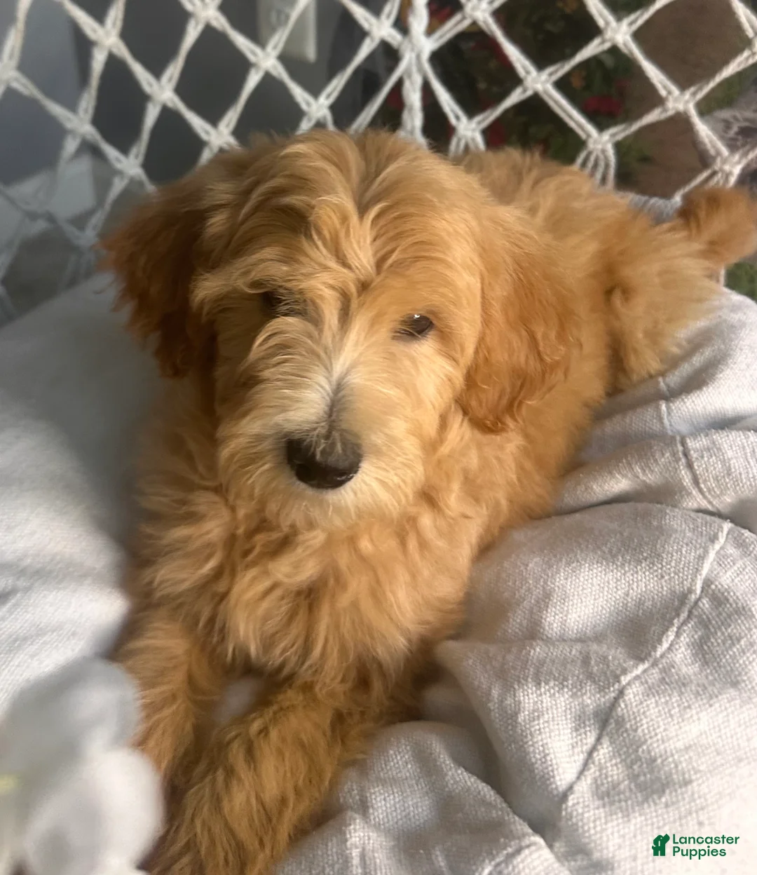 Goldendoodle dogs for sale: Goldendoodle 2 - Ad 2
