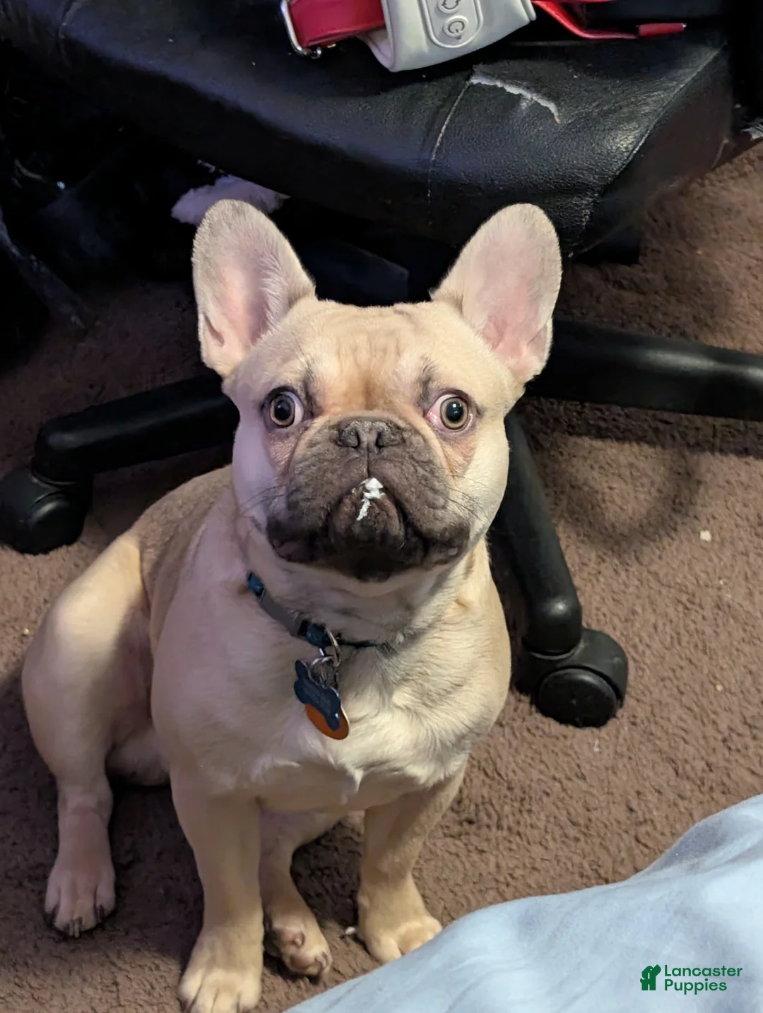 French Bulldog dogs for sale: French Bulldog Puppy 1 - Ad 1