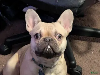 French Bulldog dogs French Bulldog Puppy 1 - Ad 12