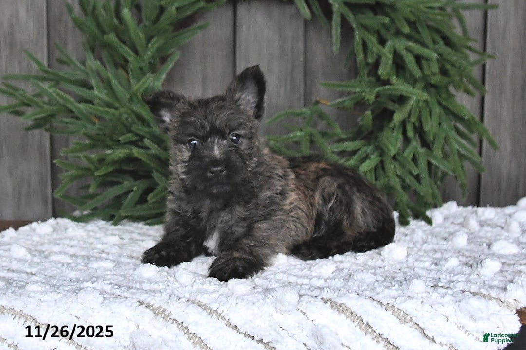 Cairn Terrier dogs for sale: Nicholas - Ad 5