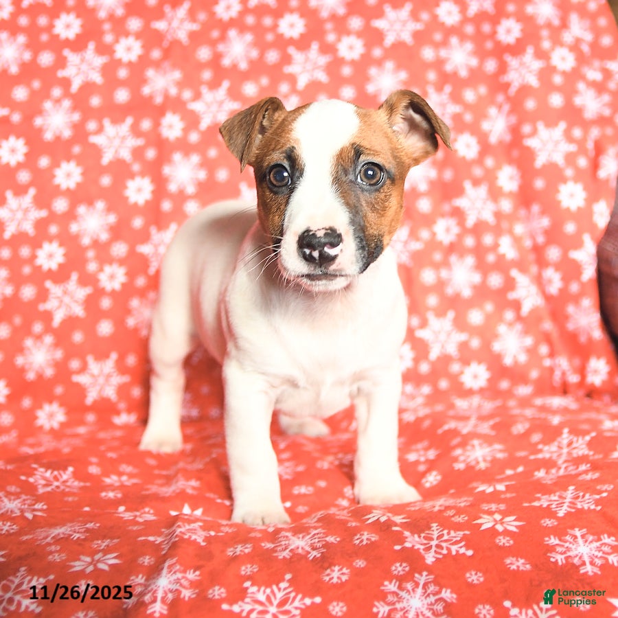 Jack Russell Terrier dogs Rudolph - Ad 32