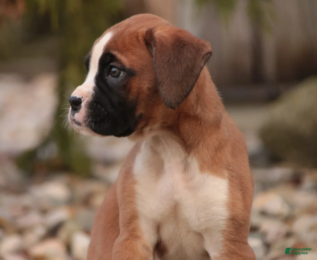 Boxer dogs for sale: Allie - Ad 2