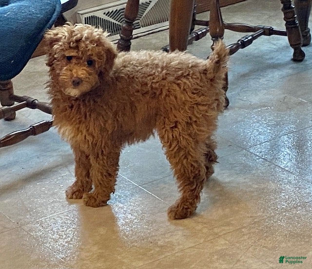 Miniature Poodle dogs Beauty-medium size - Ad 1